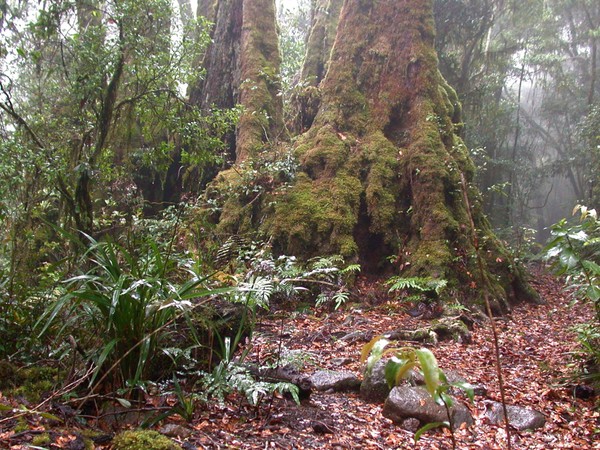 Rainforest